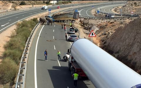 One of the elephants - pictured lying in a ditch by the roadside after the crash - died, but the other elephants - and the lorry driver - survived unharmed - Credit: ASA