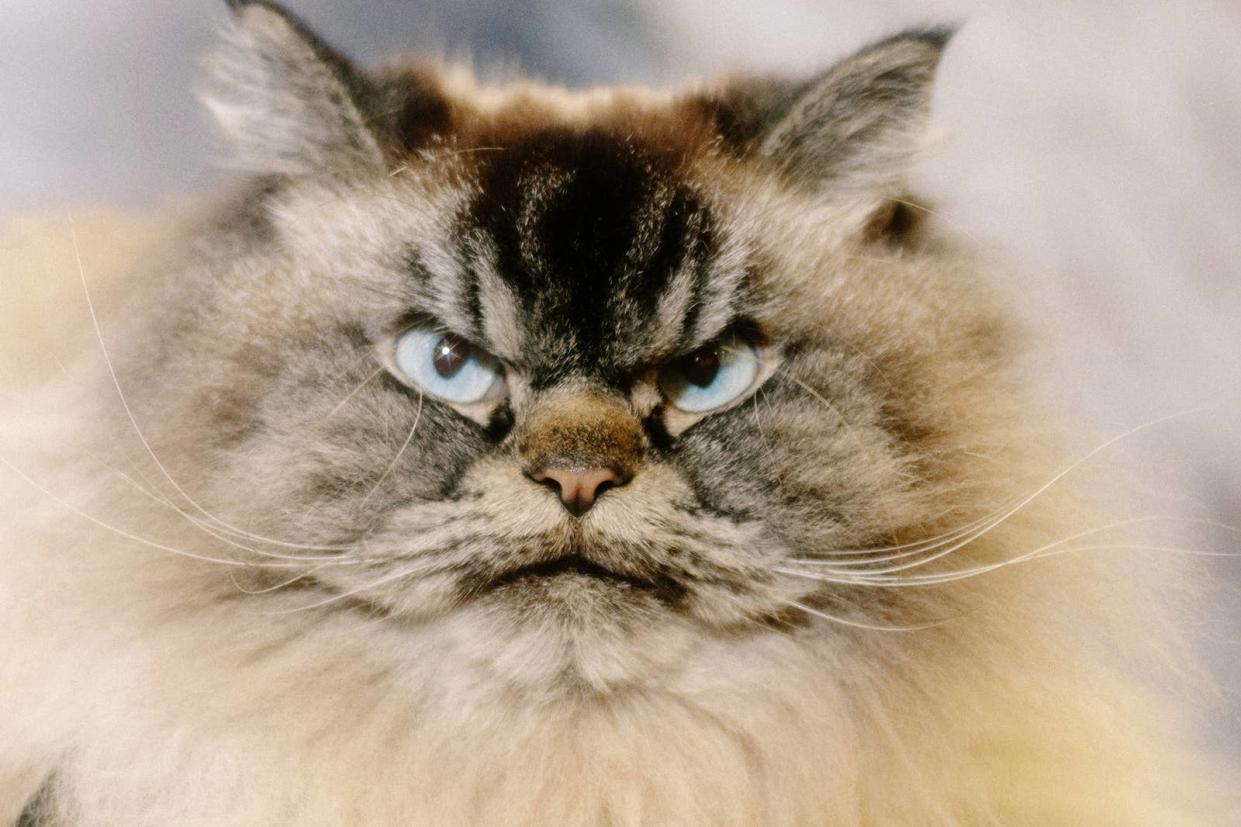 Merlin the Mad Ragdoll at CatCon in Pasadena, California, on Oct. 1, 2022