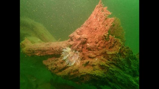 Melanocetus, using a light lure that grows from its head, lures fish into  its mouth armed with terrible teeth, while it remains hidden in the  darkness of the ocean depths on Craiyon