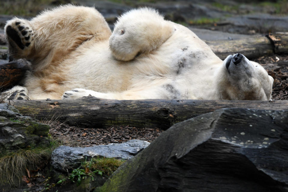 <p>So, wie sich die meisten wohl am Strand in der Sonne rekeln würden, genießt Eisbär Wolodja im Berliner Tierpark das frostige Winterwetter. Die Eiseskälte scheint dem Vierbeiner so gut zu bekommen, dass er erst einmal ein Nickerchen hält. (Bild: dpa) </p>