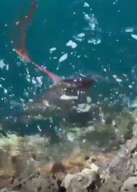 潘姓釣客在台東的三仙台外礁驚見深海地震魚游到淺水區。（圖／記者王浩原提供）