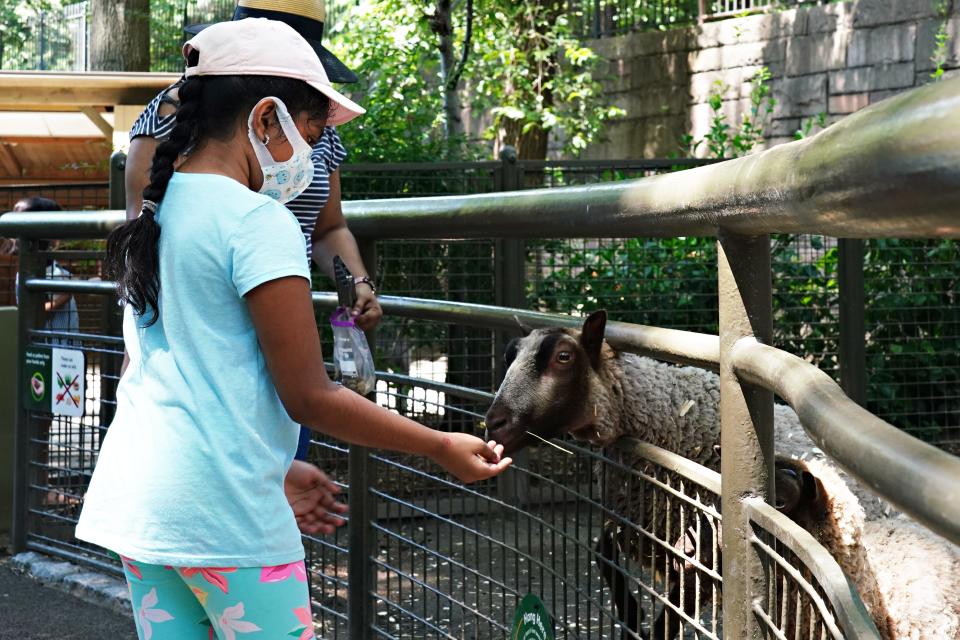 A child wears a protective mask while feeding a sheep at recently reopened Tisch Children's Zoo as the city continues Phase 4 of re-opening following restrictions imposed to slow the spread of coronavirus on July 27, 2020 in New York City.