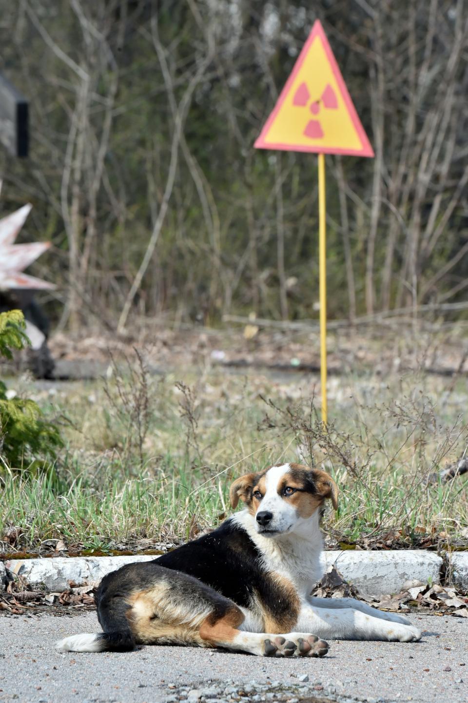 A dog is seen next to a sign of radioactivity in the ghost city of Prypyat near Chernobyl Nuclear Power Plant on April 8, 2016.&nbsp;