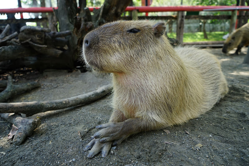 台南頑皮世界動物園表示，水豚是園區內的人氣動物，時常展現若有所思的模樣，也獲得「療癒王」稱號。 （圖／頑皮世界提供） 