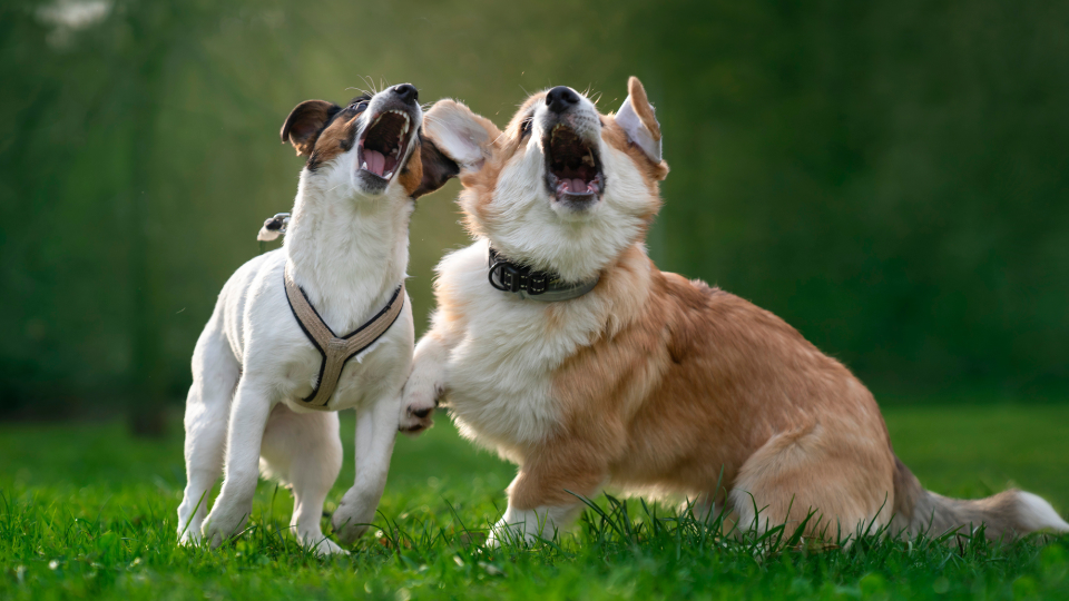 Two dogs playing together in a field while barking