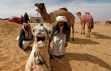 Bedouin breeders fix a robot jockey mounted on a camel before the 18th International Camel Racing festival at the Sarabium desert in Ismailia, Egypt, March 12, 2019. Picture taken March 12, 2019. REUTERS/Amr Abdallah Dalsh