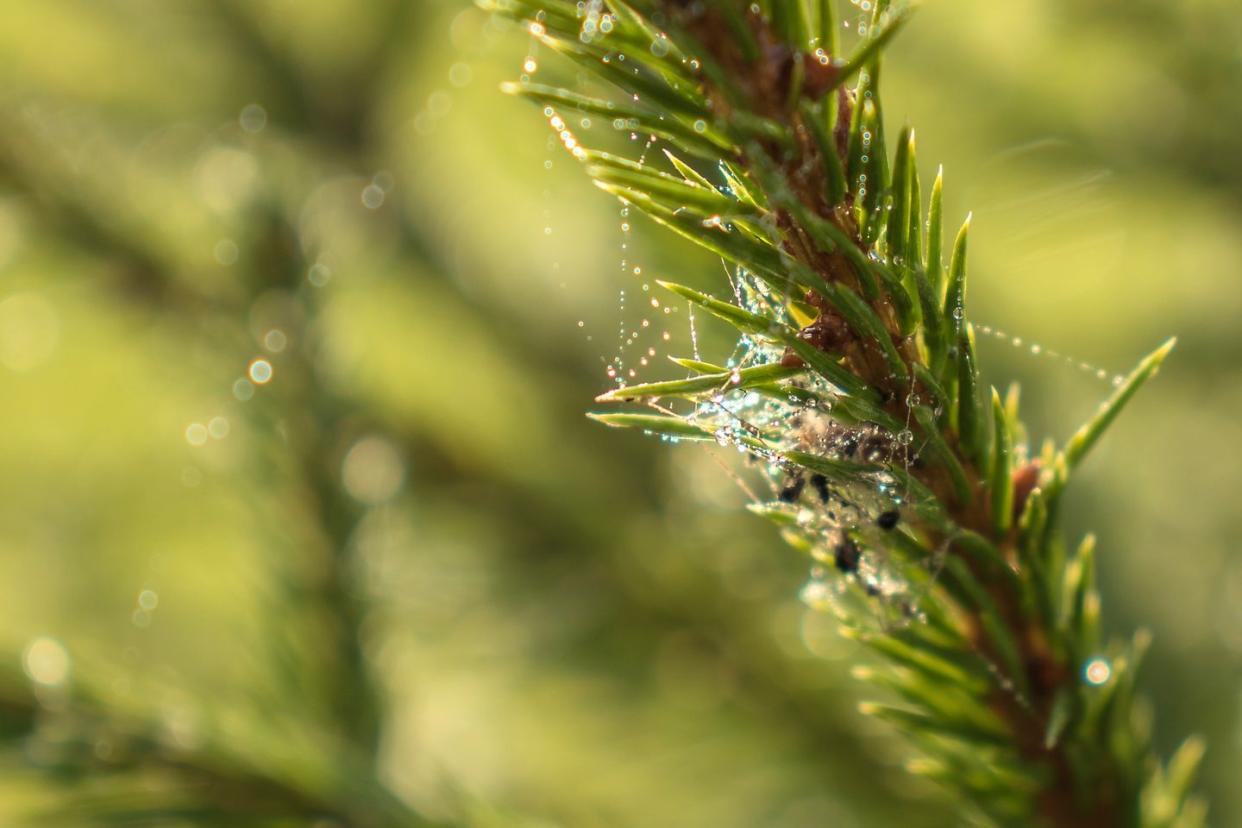 Spiderweb in dew drops on spruce branch