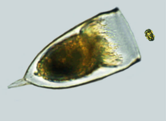 Researchers have discovered a tiny plant, a phytoplankton called Heterosigma akashiwo can flee from its zooplankton predator (shown here, Favella sp.)