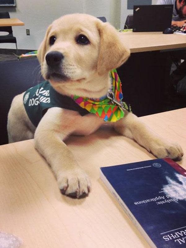 This pupper is ready to learn