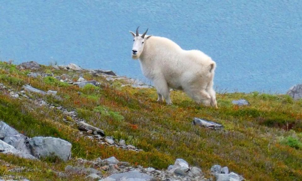 A mountain goat stands on a ridge line in Juneau, Alaska.