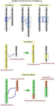 Types of chromosomal mutations.