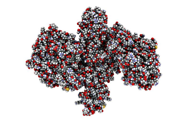 Proteína neurotóxica de toxina botulínica, representación 3D. Producida por Clostridium botulinum