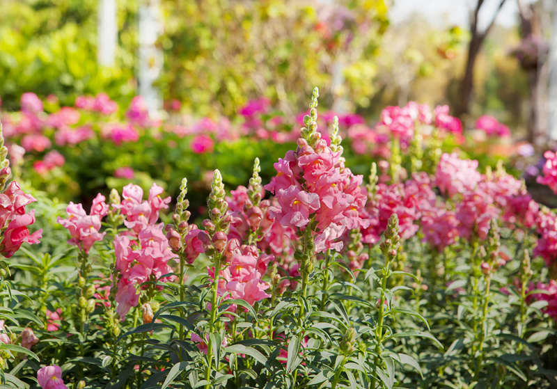 pink snapdragons in garden