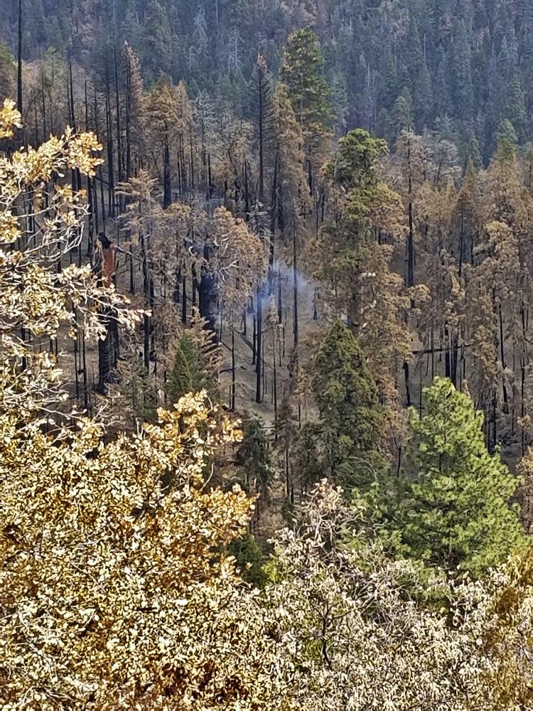 The smoldering tree in Sequoia national forest.