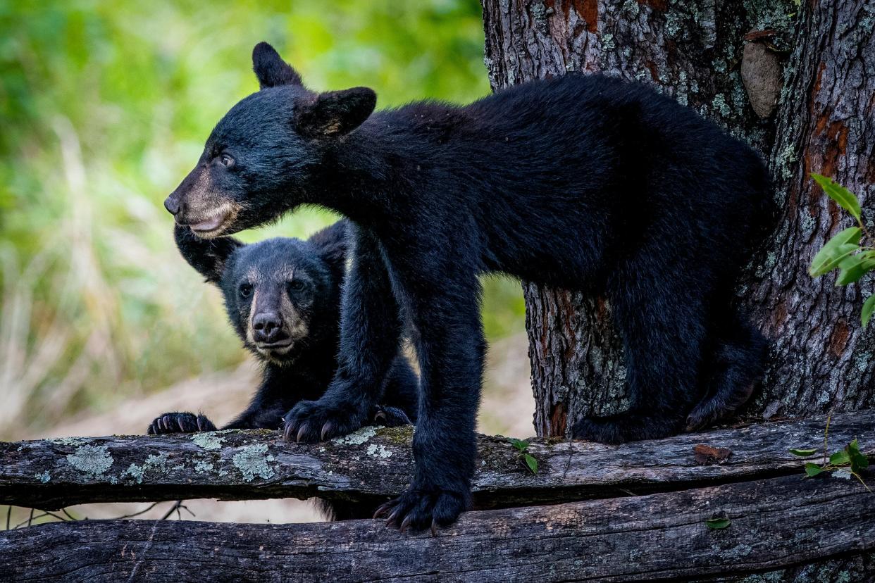 The Bull Mountain Trail is back open to the public after being closed because of bear encounters.