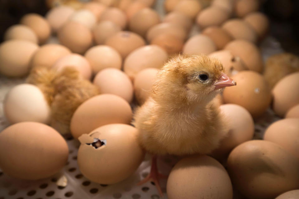 <p>A chick stands among eggs being hatched inside an incubator at the Agriculture Fair in Paris on Feb. 26, 2017. (Photo: Joel Saget/AFP/Getty Images) </p>