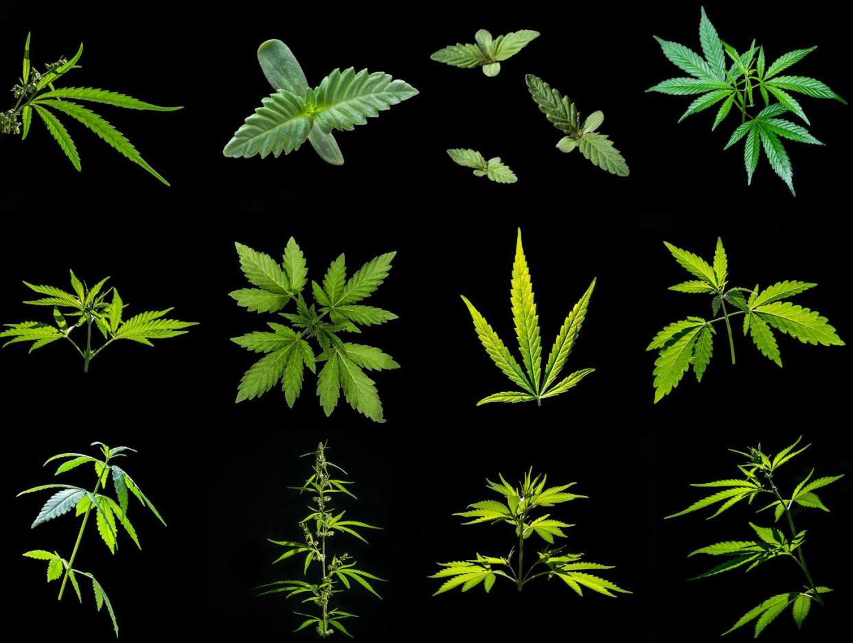 Many of today's cannabis products barely resemble the 'weed' that most middle-aged adults grew up with. <a href="https://www.gettyimages.com/detail/photo/collection-of-images-of-plants-leaves-and-flower-of-royalty-free-image/1038038682?phrase=cannabis+plant+varieties&adppopup=true" rel="nofollow noopener" target="_blank" data-ylk="slk:VladK213/iStock via Getty Images;elm:context_link;itc:0;sec:content-canvas" class="link ">VladK213/iStock via Getty Images</a>