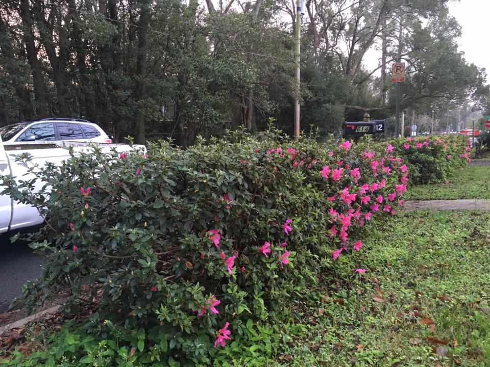 Over pruning of shrubs, especially hedges, results in weakened root systems and, in some cases, less flowering.