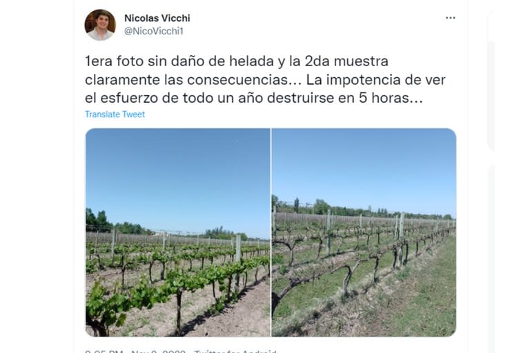 En las redes sociales Nicolás Vicchi explicó la magnitud de la helada