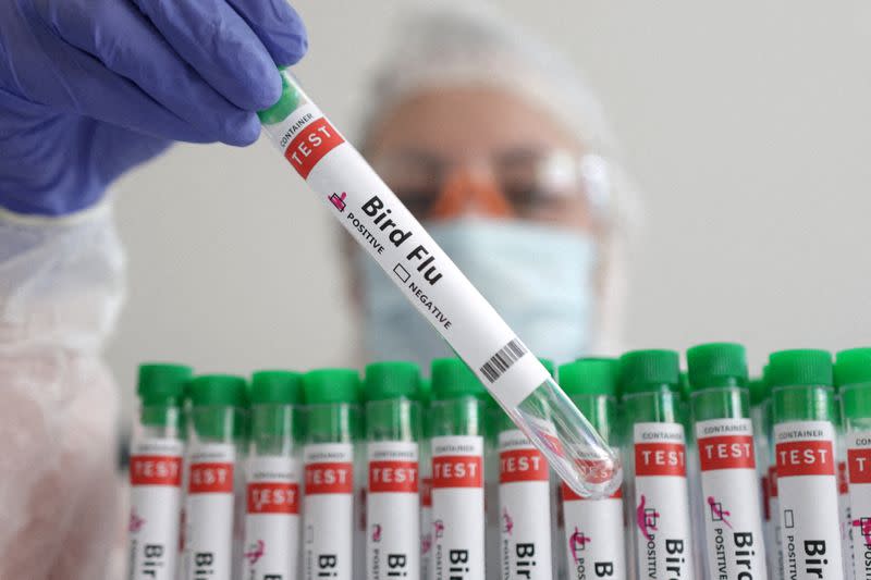 FILE PHOTO: Illustration shows person holding test tube labelled "Bird Flu\