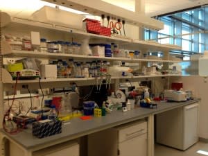 Lab bench at Max Planck Florida Institute for Neuroscience. Credit: Mariette DiChristina