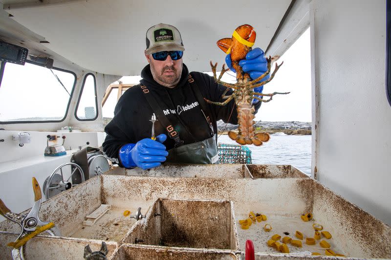 North Atlantic right whales and lobstermen entangled, could on-demand fishing gear help