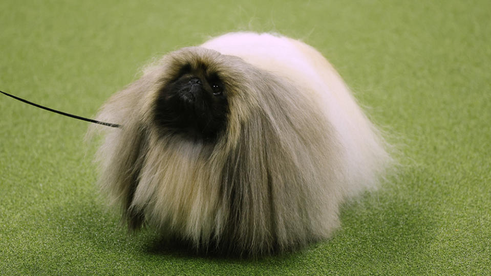 NEW YORK, NEW YORK - MAY 09: Rummie, the Pekingese, Winner of the Toy Group, wins 2023 Reserve Best in Show at the 147th Annual Westminster Kennel Club Dog Show Presented by Purina Pro Plan at Arthur Ashe Stadium on May 09, 2023 in New York City. (Photo by Sarah Stier/Getty Images for Westminster Kennel Club)