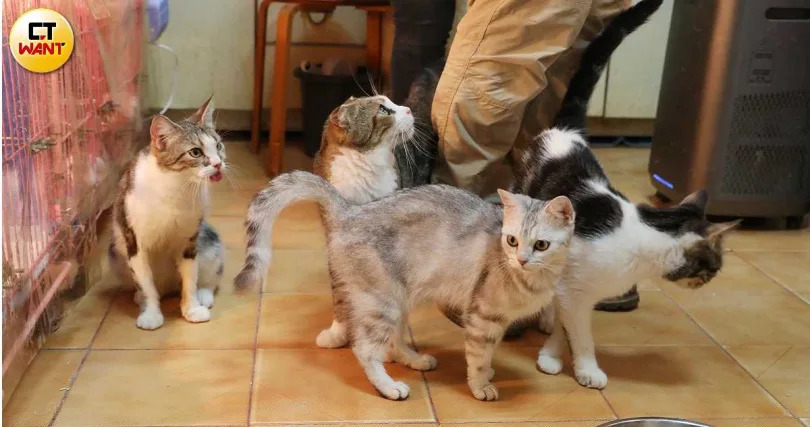 顏姓愛媽先後從精忠街民宅救出46隻貓咪，牠們經歷過惡劣環境，但個性仍親人可愛，如今正期待重新開始幸福貓生。（圖／記者劉耿豪攝）