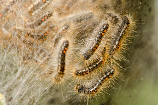 State officials remind Mainers that browntail moth prevention