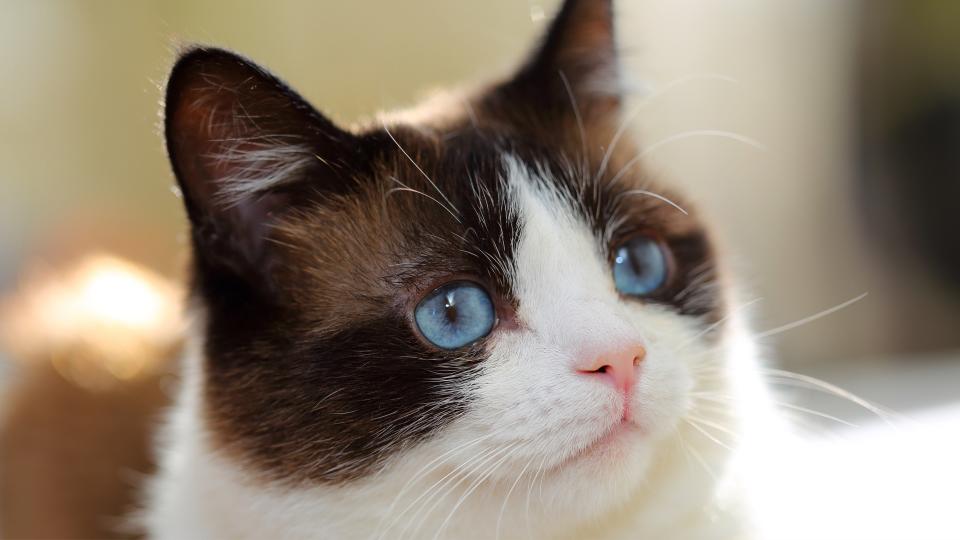 Snowshoe cat