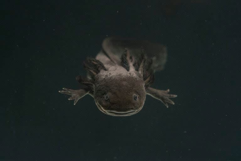 Un axolotl dentro de un tanque de agua en un laboratorio de la Universidad Nacional Autónoma de México