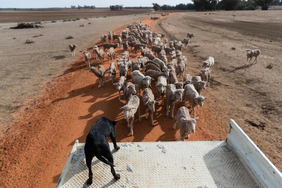 Sheep follow the family truck.