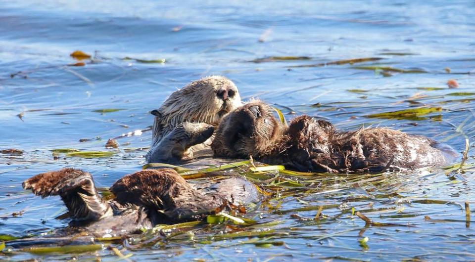 The U.S. Fish and Wildlife Service found that southern sea otters remain a threatened species. Otters gather in the sea weed in Morro Bay Harbor near to Morro Rock. A mother otter snuggles her pup.