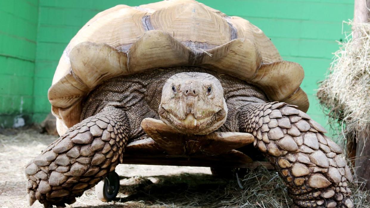 Das rund 100 Kilogramm schwere Schildkrötenmännchen Helmuth bewegt sich auf seinem Rollbrett durch das Gehege.