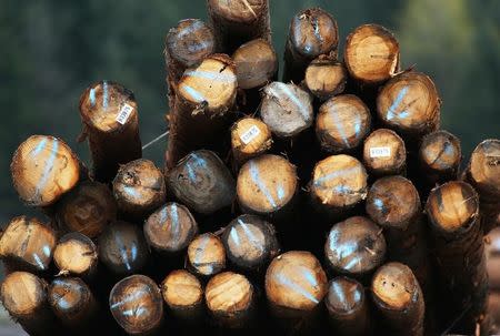 A pile of logs is pictured in Squamish, British Columbia, Canada April 25, 2017. REUTERS/Ben Nelms