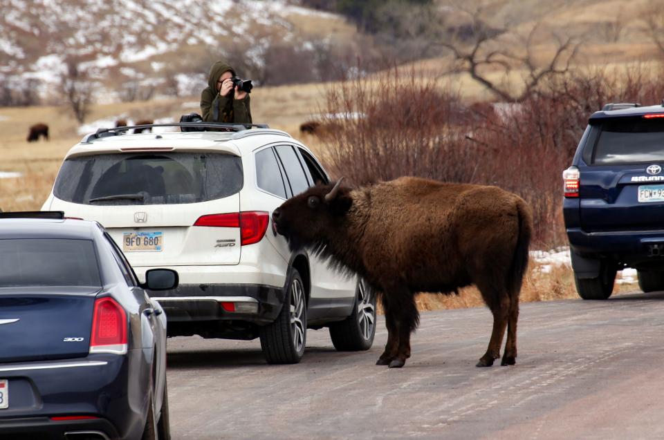 A sightseer takes photos of bison as they inspect stopped cars on March 22, 2021, at Custer State Park.