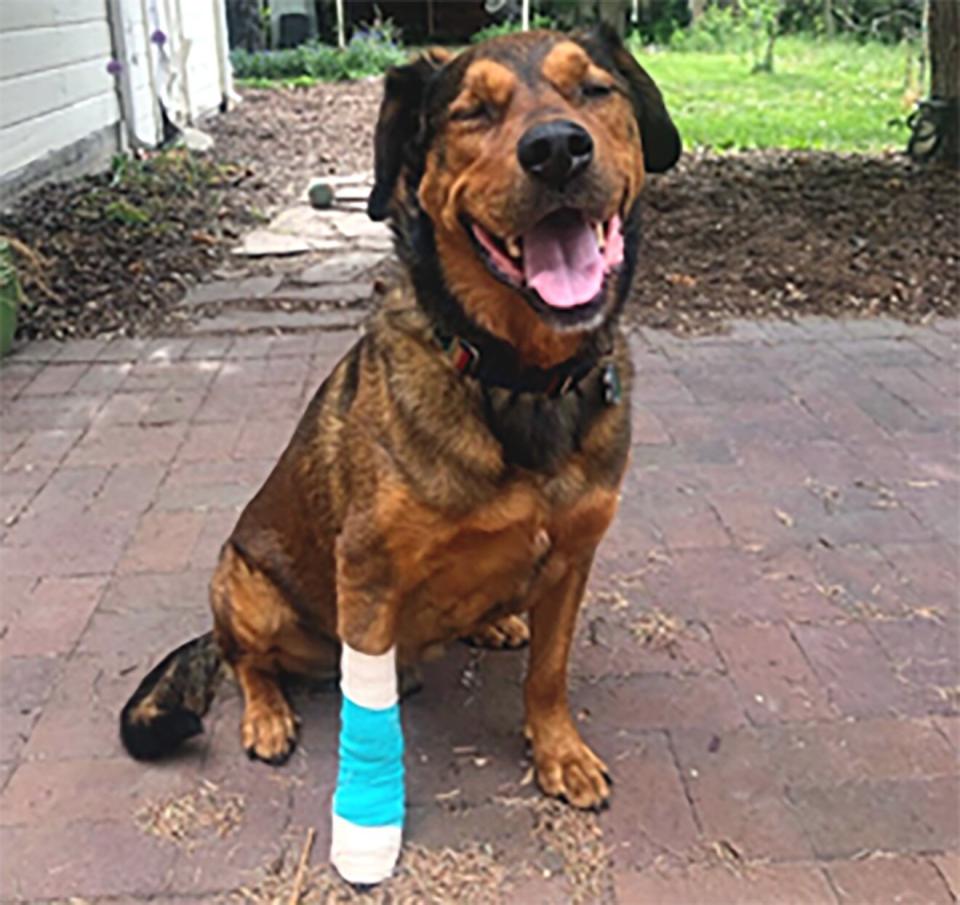 dog with bandaged leg sitting