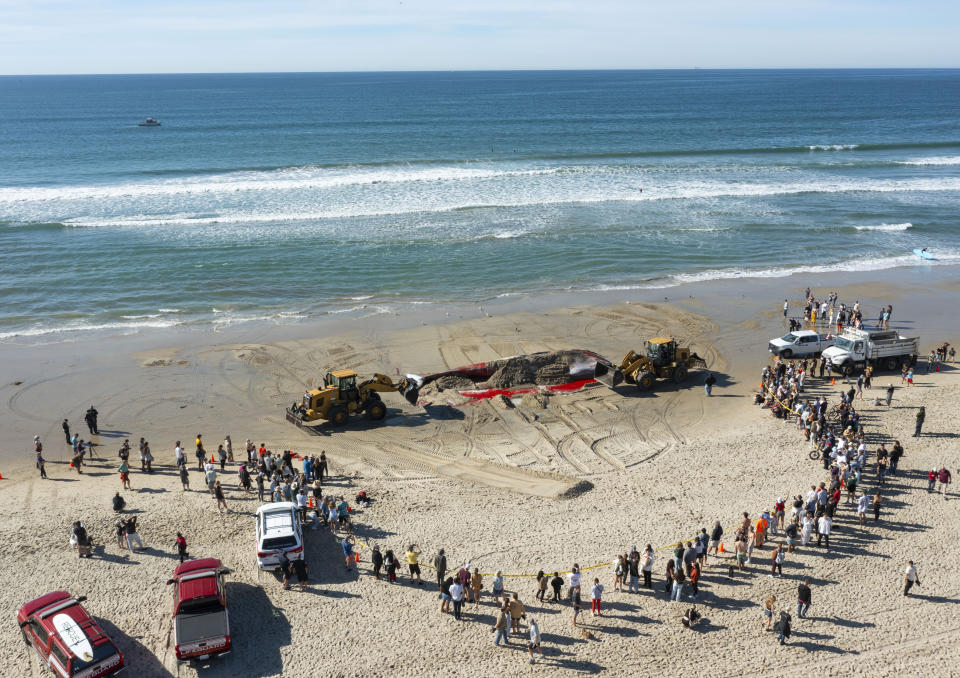 Bystanders look at a 52-foot-long female fin whale that died and washed onto Mission Beach Sunday, Dec. 10, 2023, in San Diego. Officials said there were no obvious signs leading to a cause of death. Researchers from NOAA Southwest Fisheries Science Center inspected the whale and took samples before city workers attempted to remove it. (K.C. Alfred/The San Diego Union-Tribune via AP)