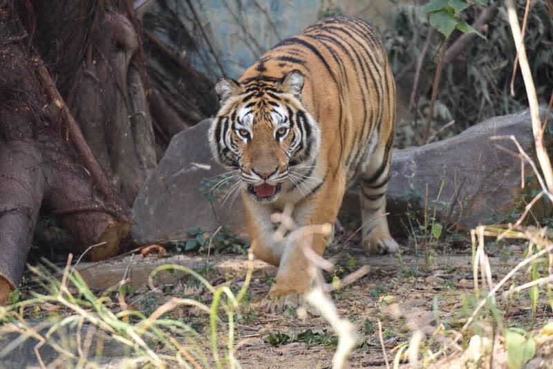 竹市動物園添成員孟加拉虎  舉辦命名票選 新竹市立動物園表示，日前向六福村借展1隻母孟加 拉虎，在園區已生活約3個月，並於4月滿6歲，即日 起舉辦命名票選活動，歡迎民眾參與投票，為老虎取 新名字。 （新竹市立動物園提供） 中央社記者郭宣彣傳真  113年4月4日 