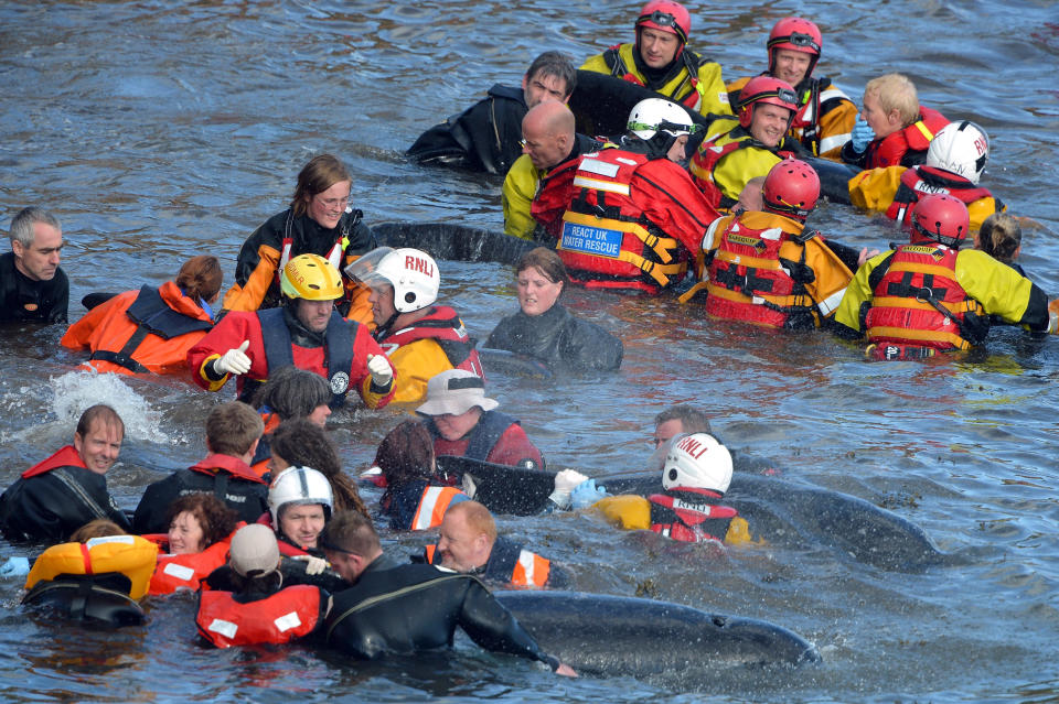 Mass Stranding of Pilot Whales - Anstruther