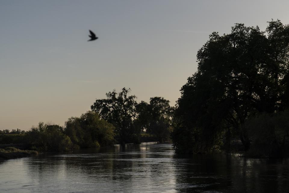 A bird flies over the Clarks Fork Kings River in the Island District of Lemoore, Calif., Thursday, April 20, 2023. The tree-lined Island District is bracing for the massive amounts of snow in the Sierra Nevada to melt into so much water this spring that it simply can't all flow into the north fork of the Kings River, which runs toward the Pacific Ocean. (AP Photo/Jae C. Hong)