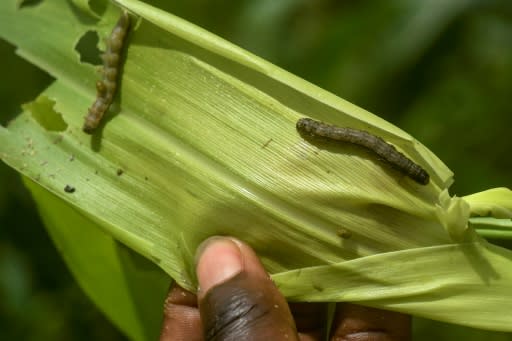 The very hungry caterpillar: Maize, a vital crop for Africa, is at threat from the fall armyworm, an invasive species native to the Americas