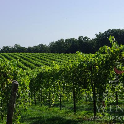 Missouri vineyard in Hermann