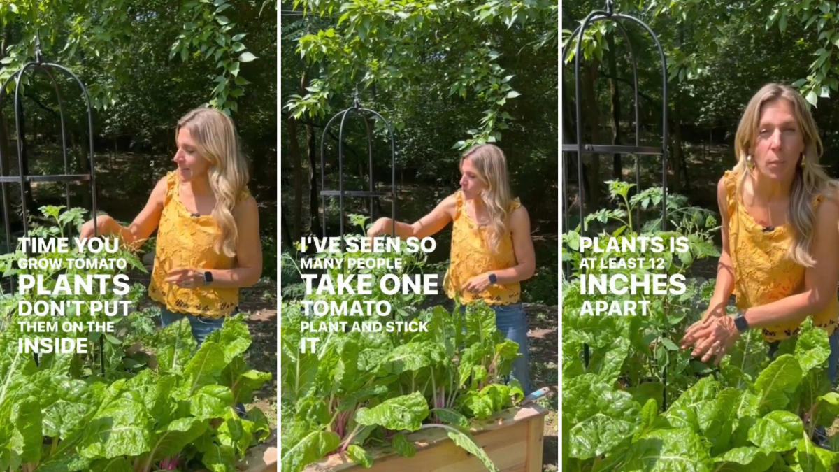 Gardener shares 'brilliant' trellis hack to optimize your tomato yield:  'Quadruple the amount of plants you grow