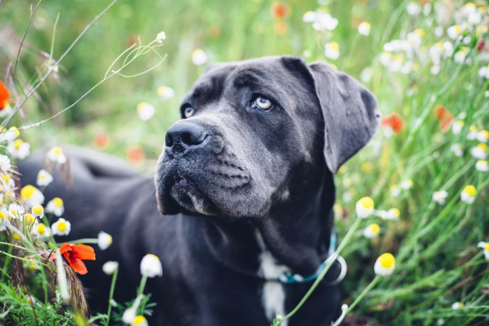 a black cane corso dog in a field of flowers with light colored eyes and a white patch on his chest looking away from camera