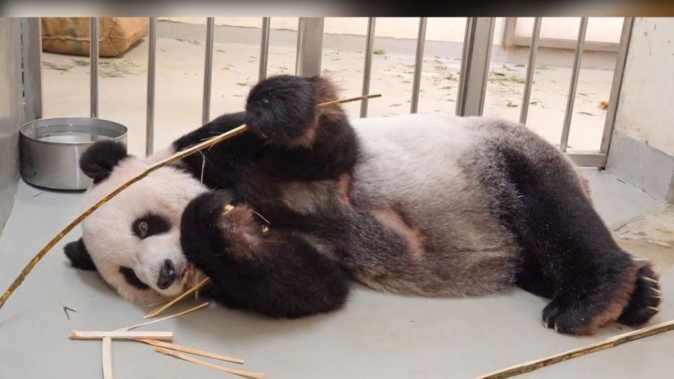 團團病況惡化。（圖／台北市立動物園提供）