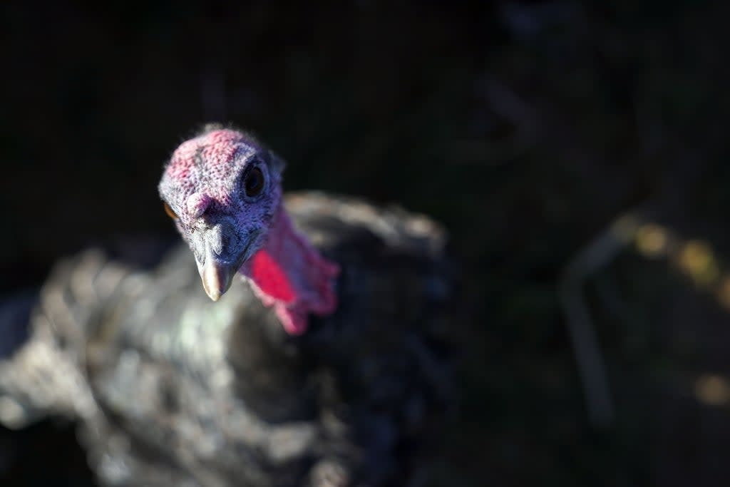 Government officials are ‘confident’ there will be enough food available at Christmas despite concerns about a lack of butchers (Steve Parsons/PA) (PA Wire)