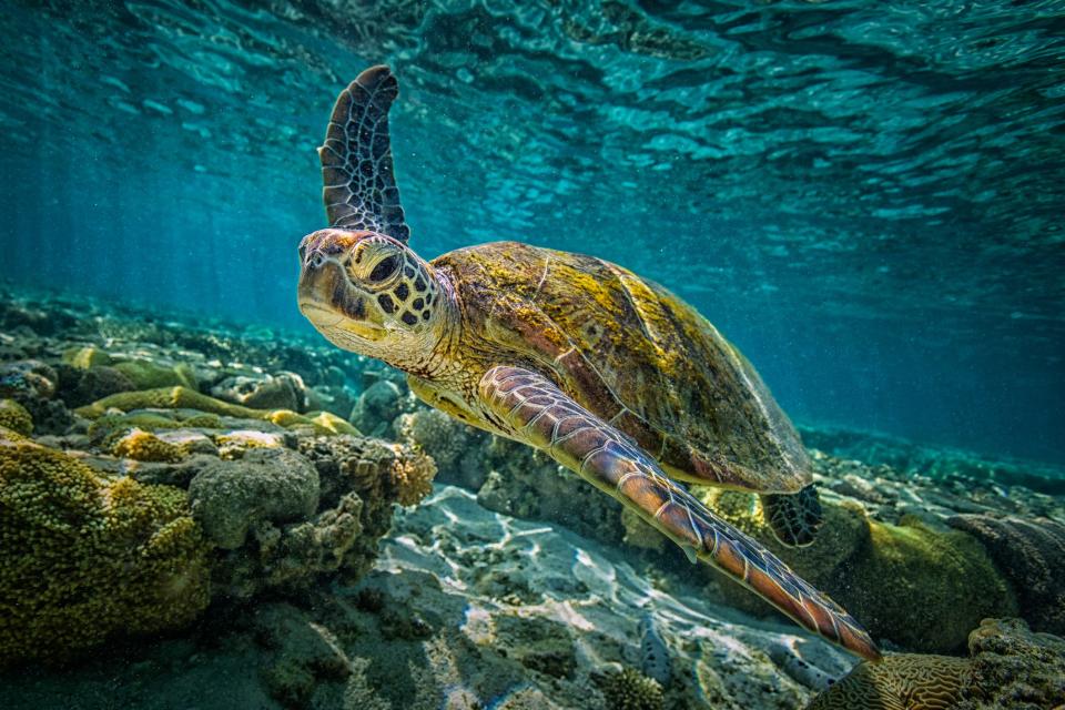 According to Britannica, tortoises are exclusively land animals while sea turtles only visit the shores to lay eggs and return to the underwaters. However, not all land turtles are tortoises.