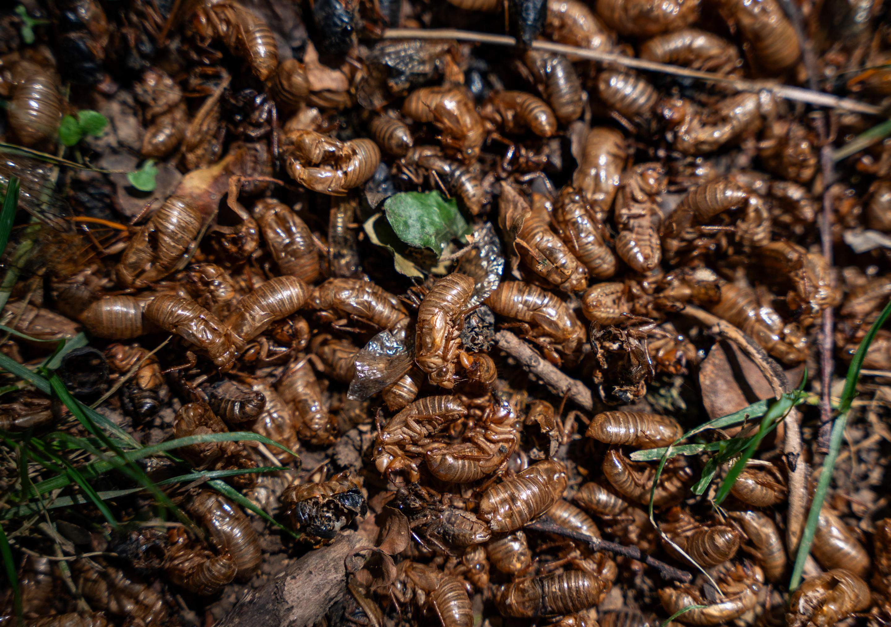 The exoskeletons of Brood XIX cicada are seen by the dozens on the ground.