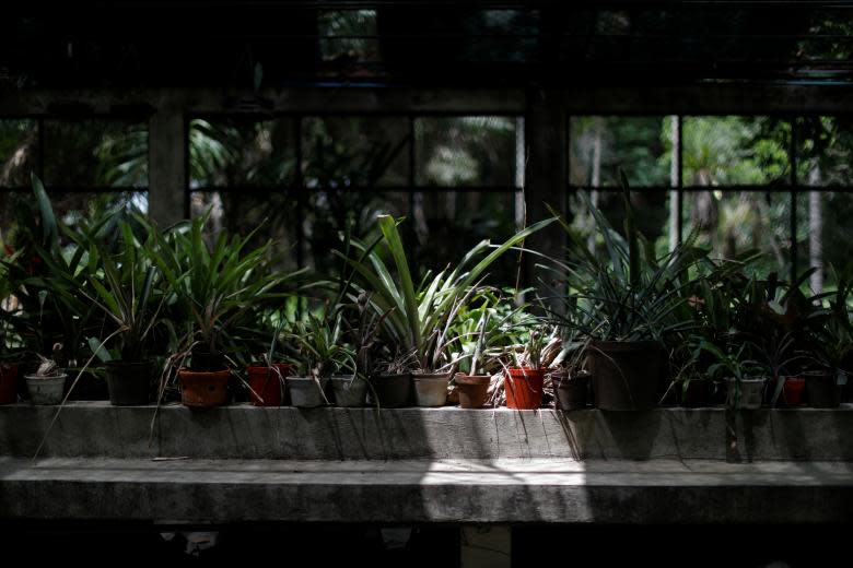 El jardín botánico de Caracas, que es Patrimonio de la Humanidad, está moribundo